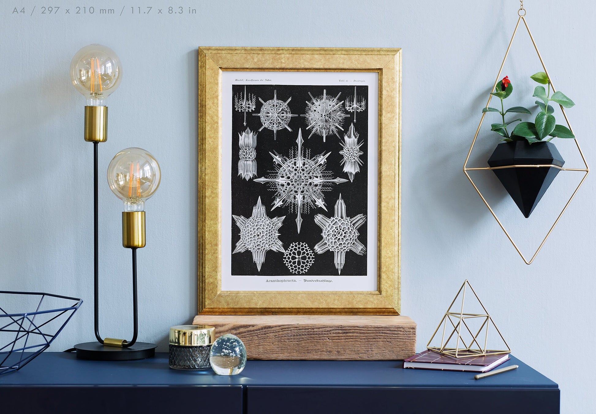 Preview of the art print Acanthophracta by Ernst Haeckel, mounted in an A4 size frame