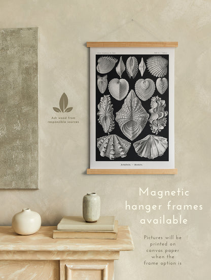 Preview of the art print Acephala by Ernst Haeckel, mounted in a magnetic hanger frame