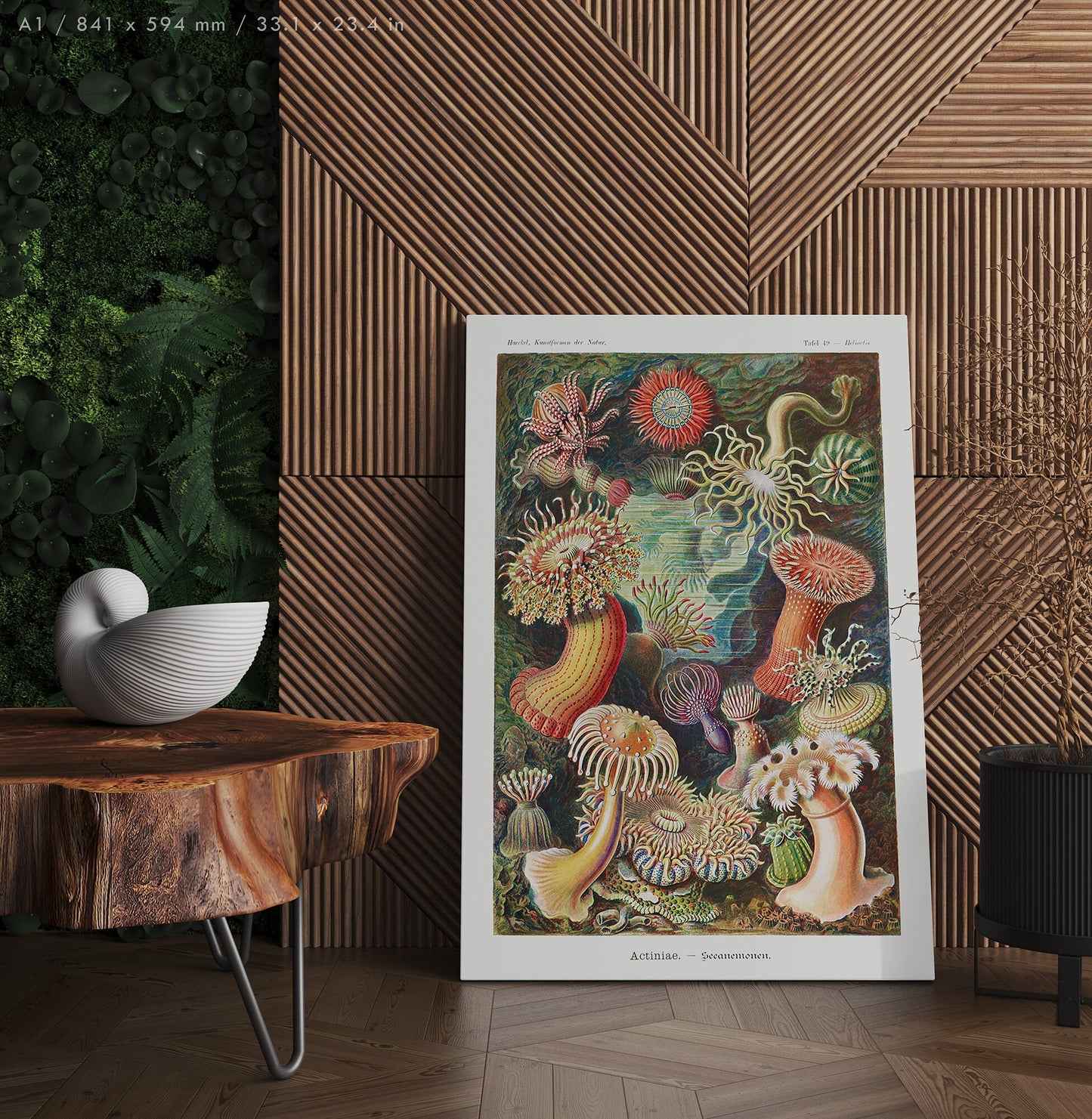 Preview of the art print Actiniae by Ernst Haeckel, mounted in an A1 size frame