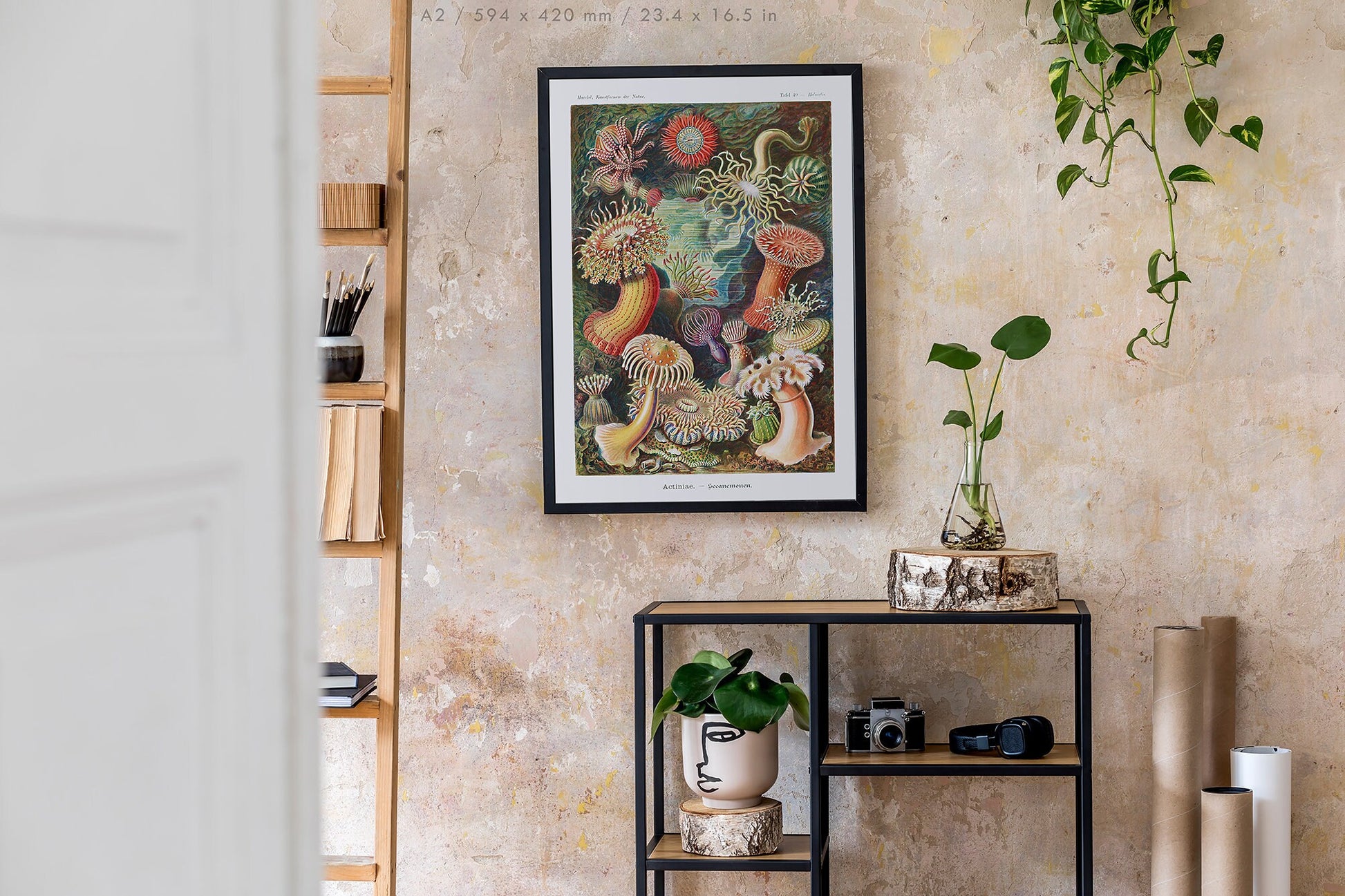 Preview of the art print Actiniae by Ernst Haeckel, mounted in an A2 size frame