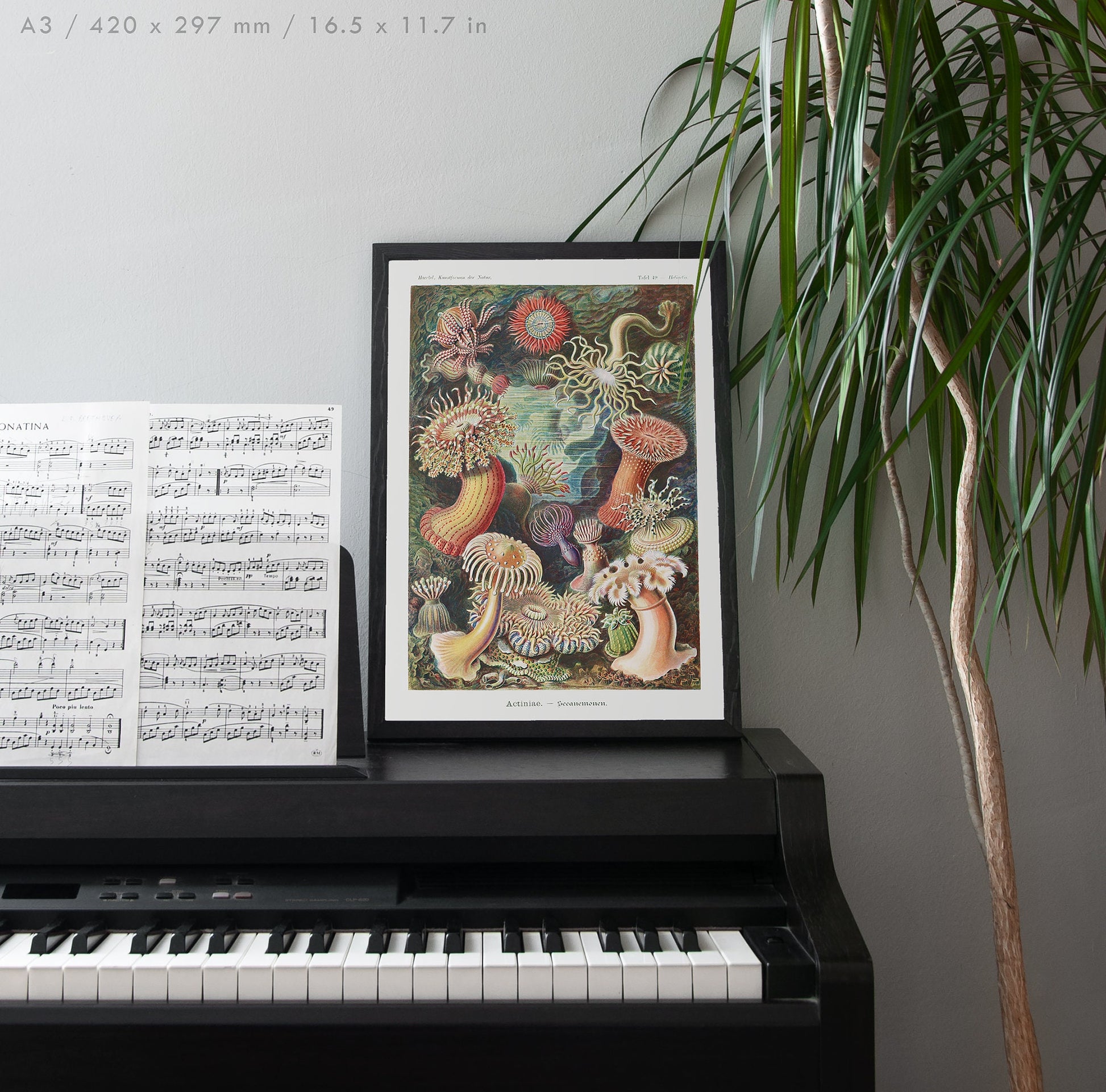 Preview of the art print Actiniae by Ernst Haeckel, mounted in an A3 size frame