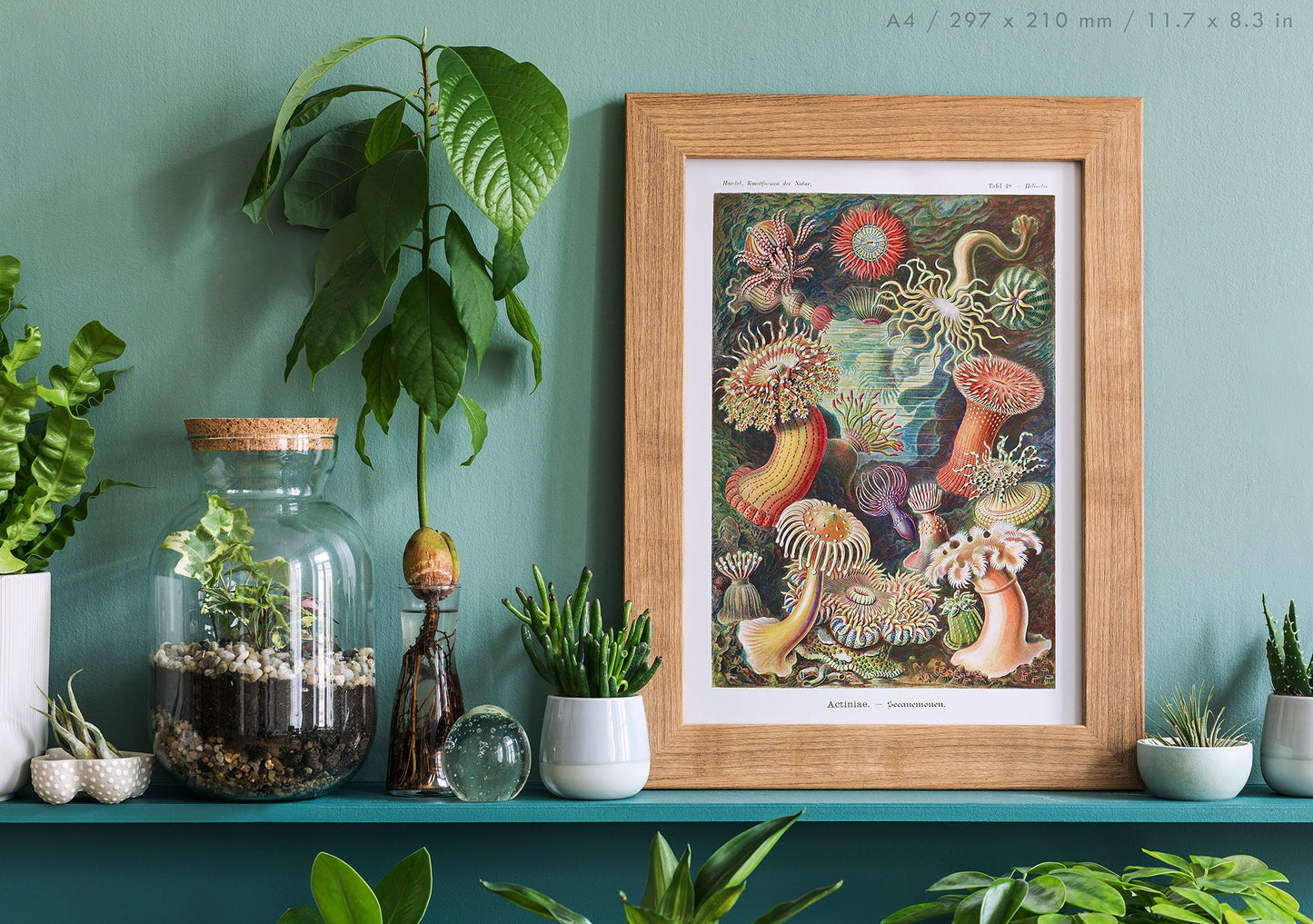 Preview of the art print Actiniae by Ernst Haeckel, mounted in an A4 size frame