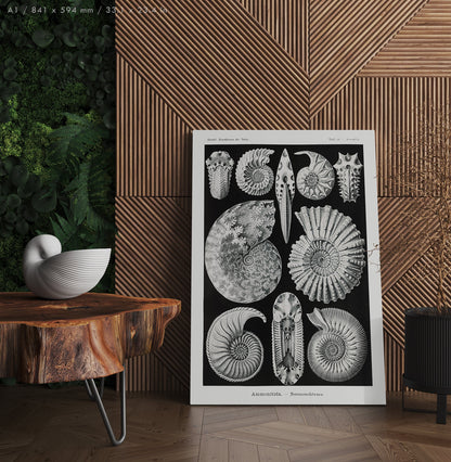 Preview of the art print Ammonitida by Ernst Haeckel, mounted in an A1 size frame