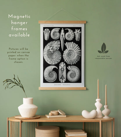 Preview of the art print Ammonitida by Ernst Haeckel, mounted in a magnetic hanger frame