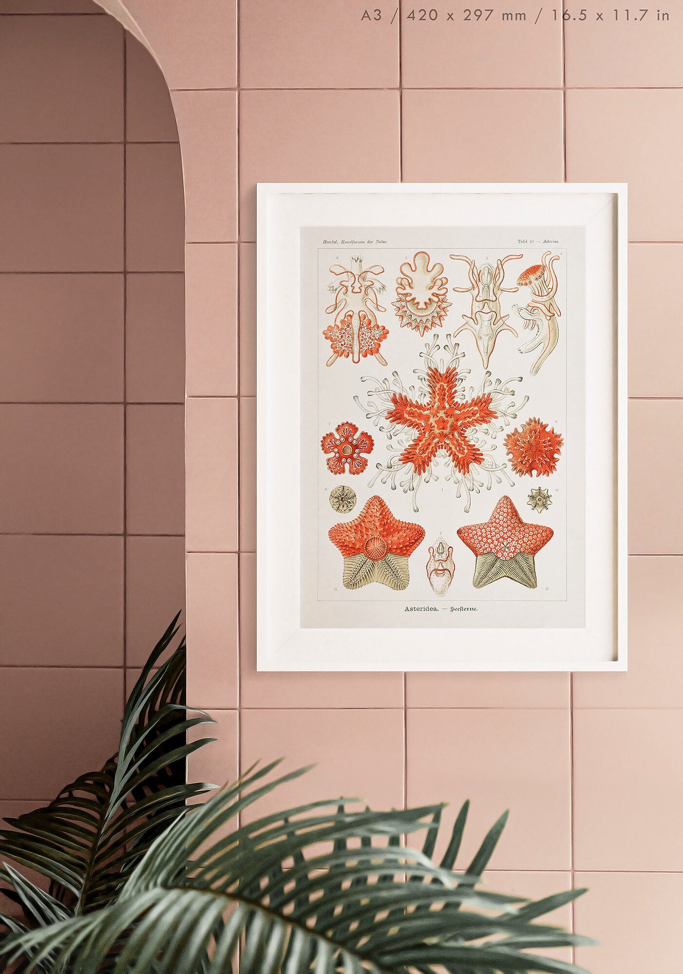 Preview of the art print Asteridea by Ernst Haeckel, mounted in an A3 size frame