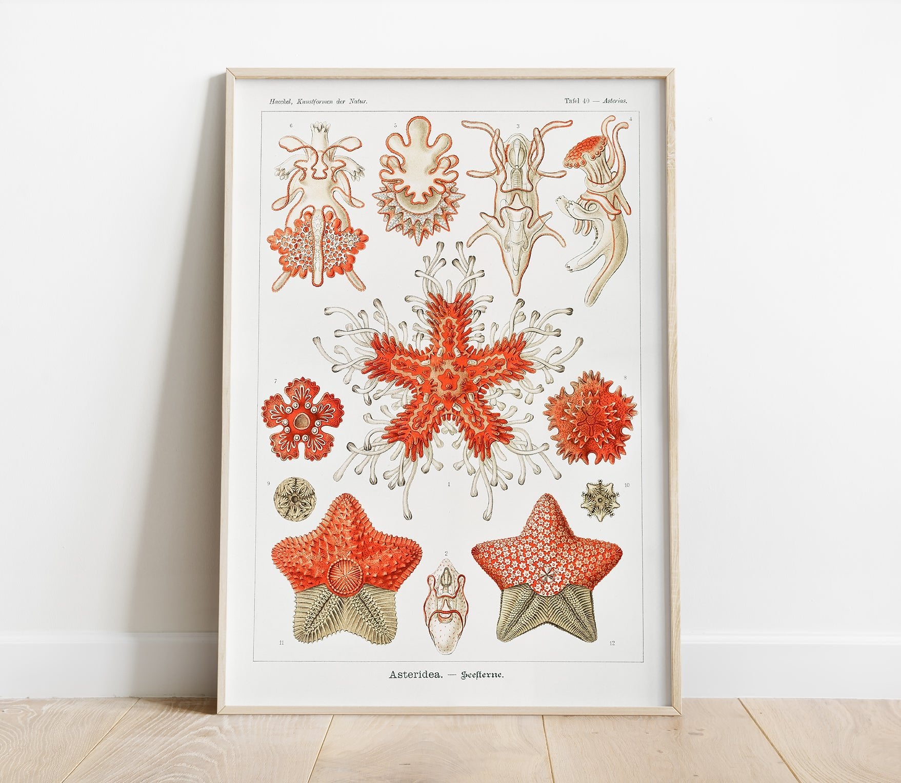 Preview of the art print Asteridea by Ernst Haeckel, mounted in a poster frame