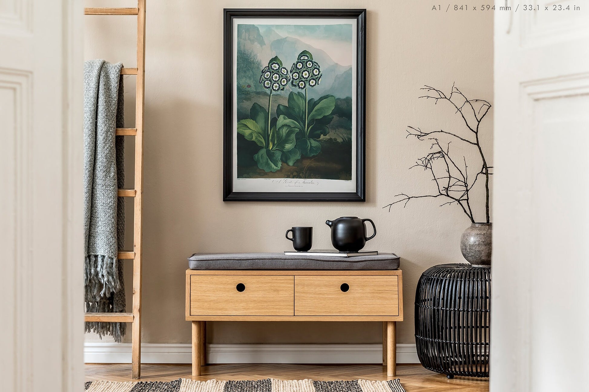 Preview of the art print Auriculas by Robert John Thornton, mounted in an A1 size frame