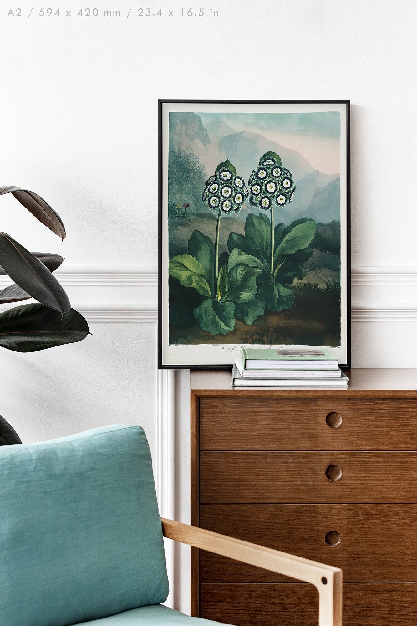 Preview of the art print Auriculas by Robert John Thornton, mounted in an A2 size frame