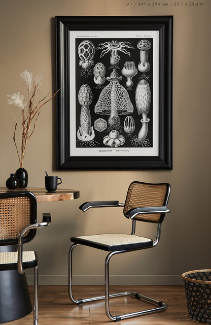 Preview of the art print Basimycetes by Ernst Haeckel, mounted in an A1 size frame