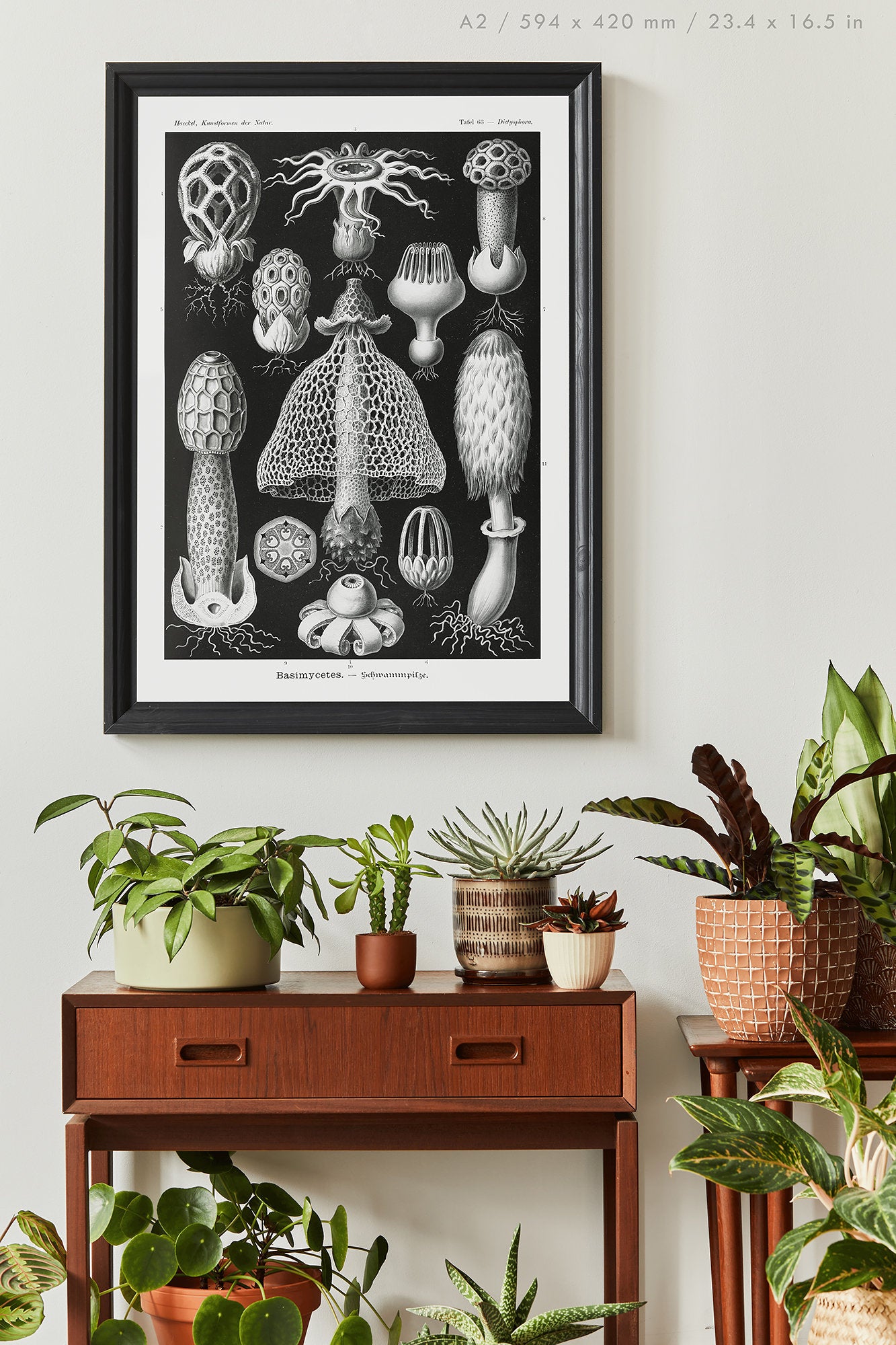 Preview of the art print Basimycetes by Ernst Haeckel, mounted in an A2 size frame