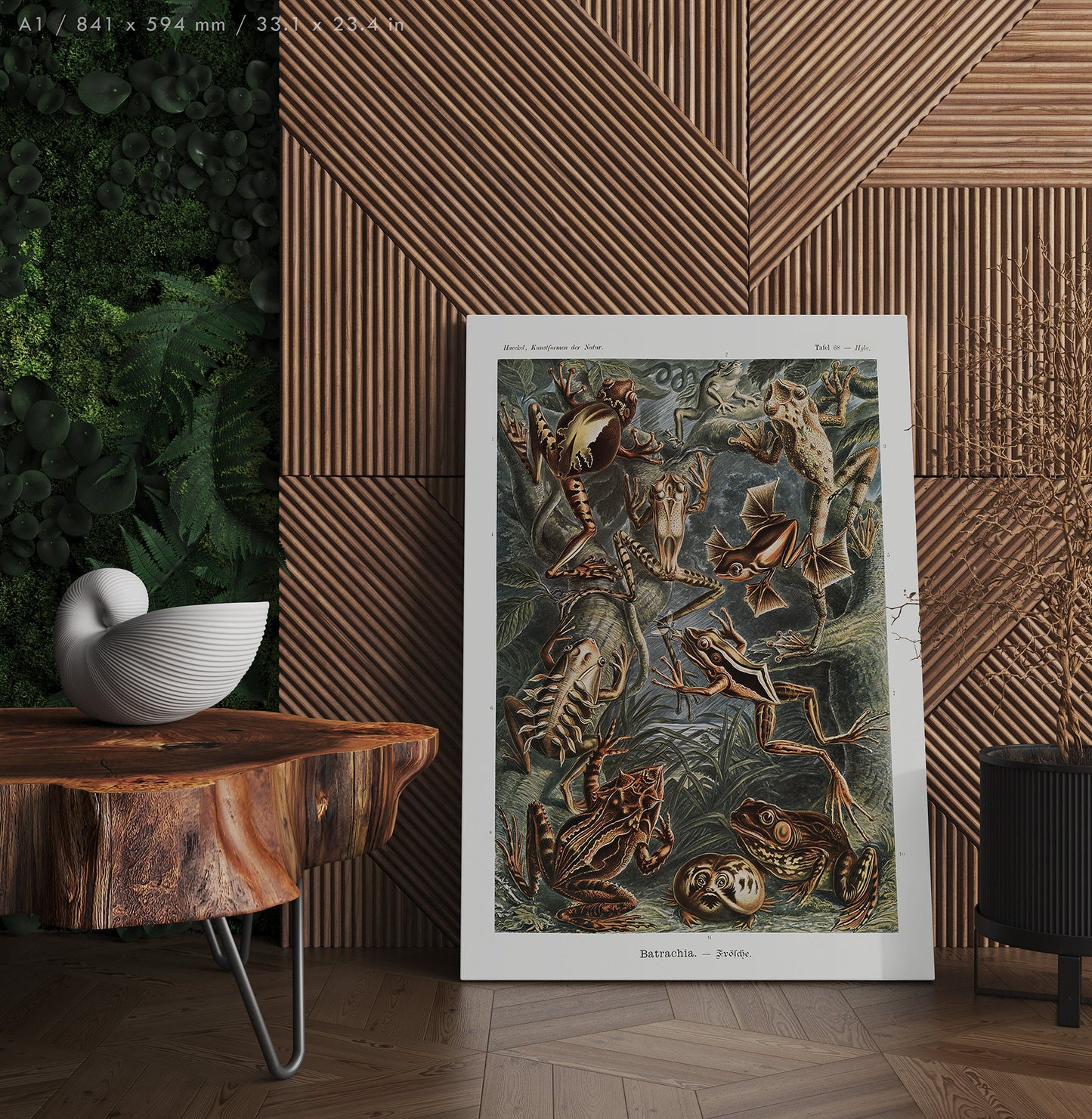 Preview of the art print Batrachia by Ernst Haeckel, mounted in an A1 size frame