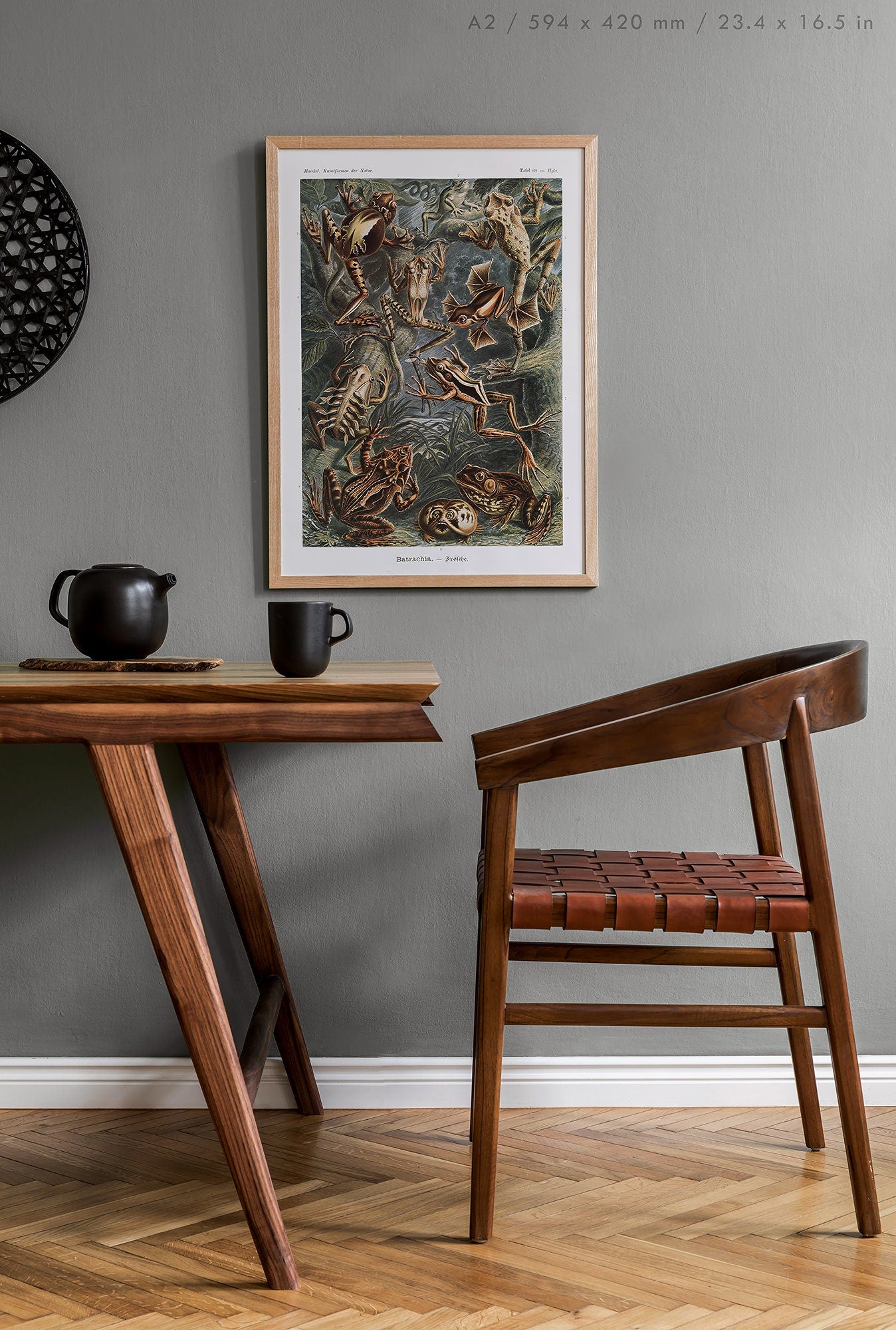 Preview of the art print Batrachia by Ernst Haeckel, mounted in an A2 size frame