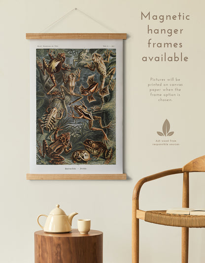 Preview of the art print Batrachia by Ernst Haeckel, mounted in a magnetic hanger frame