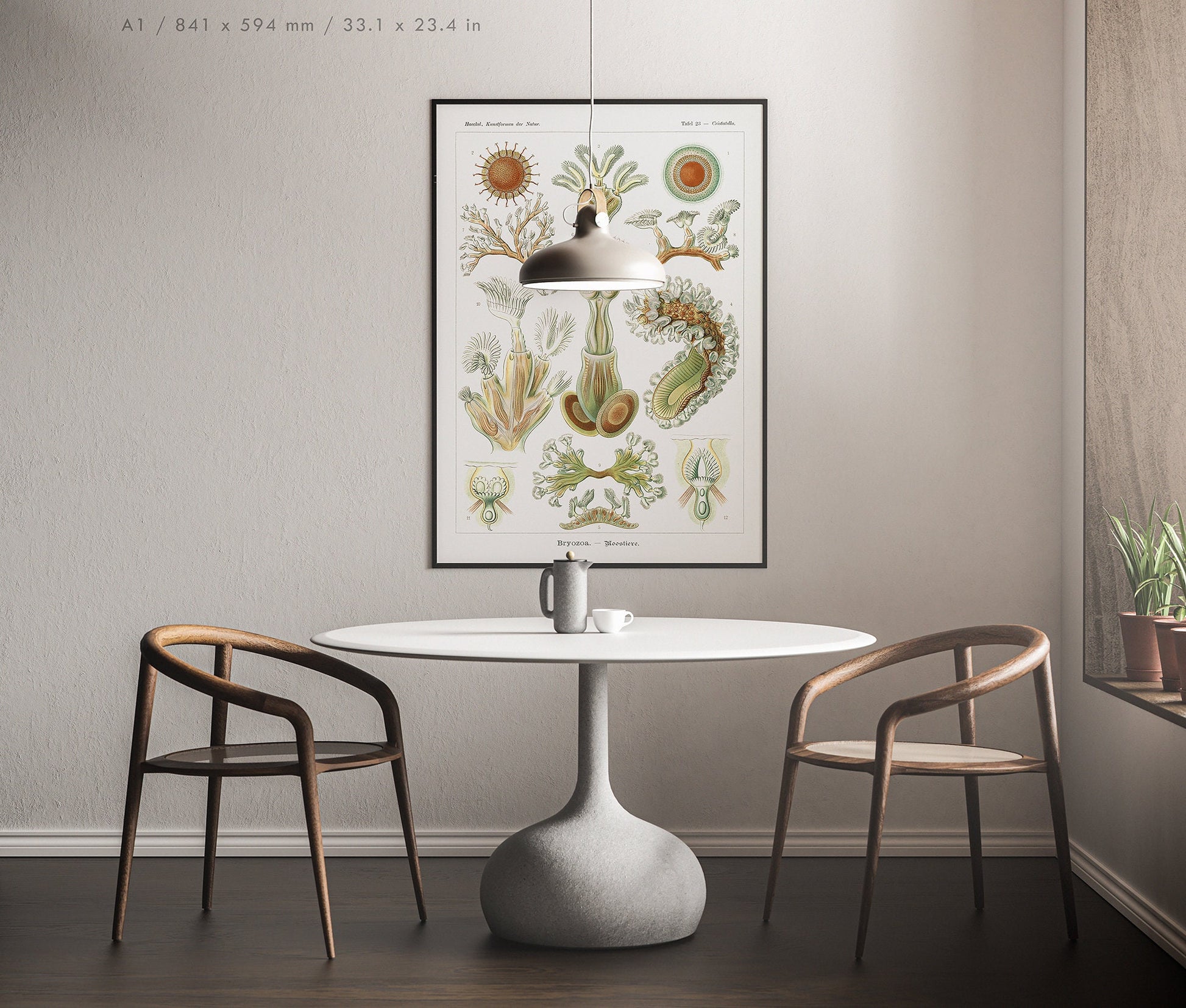 Preview of the art print Bryozoa by Ernst Haeckel, mounted in an A1 size frame