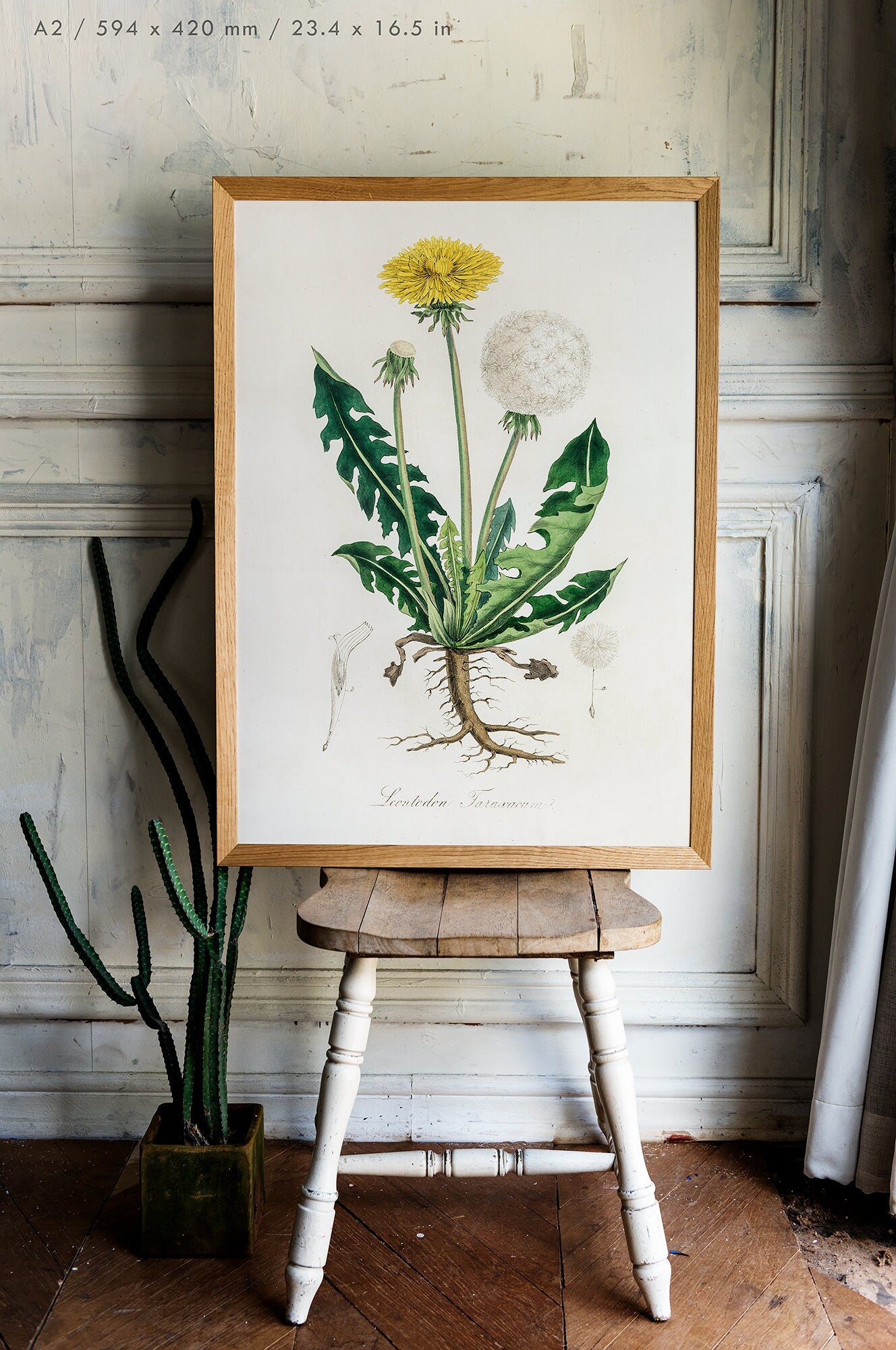 Preview of the art print Dandelion by John Stephenson and James Morss Churchill, mounted in an A2 size frame