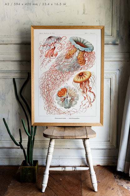 Preview of the art print Discomedusae by Ernst Haeckel, mounted in an A2 size frame