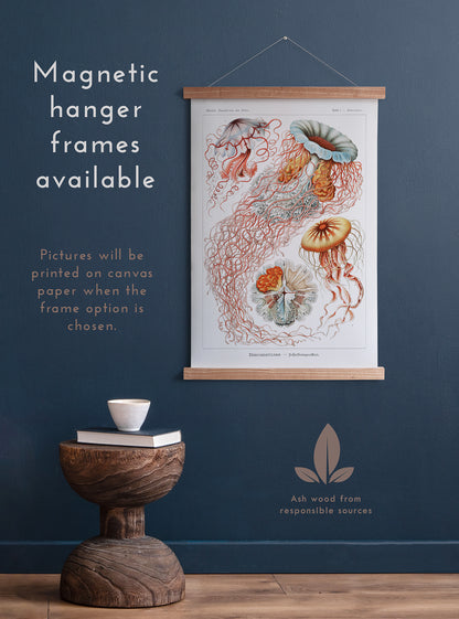 Preview of the art print Discomedusae by Ernst Haeckel, mounted in a magnetic hanger frame