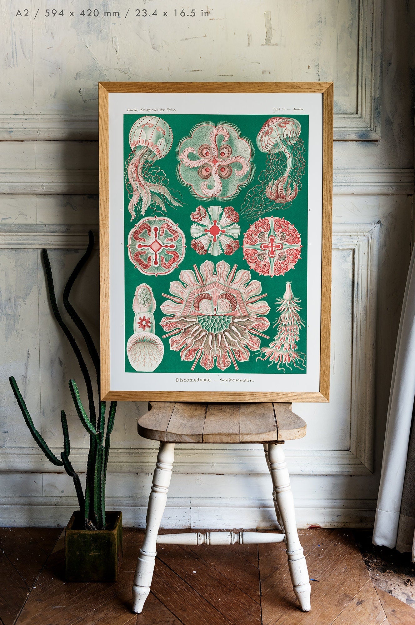 Preview of the art print Discomedusae by Ernst Haeckel, mounted in an A2 size frame