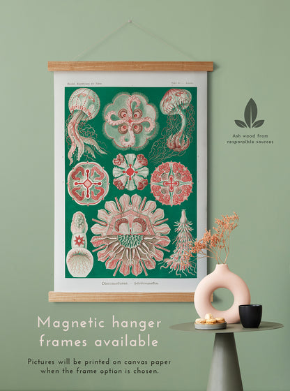 Preview of the art print Discomedusae by Ernst Haeckel, mounted in a magnetic hanger frame