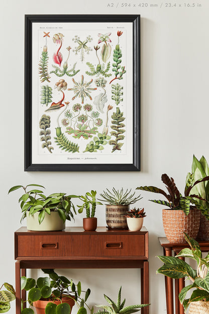 Preview of the art print Hepaticae by Ernst Haeckel, mounted in an A2 size frame