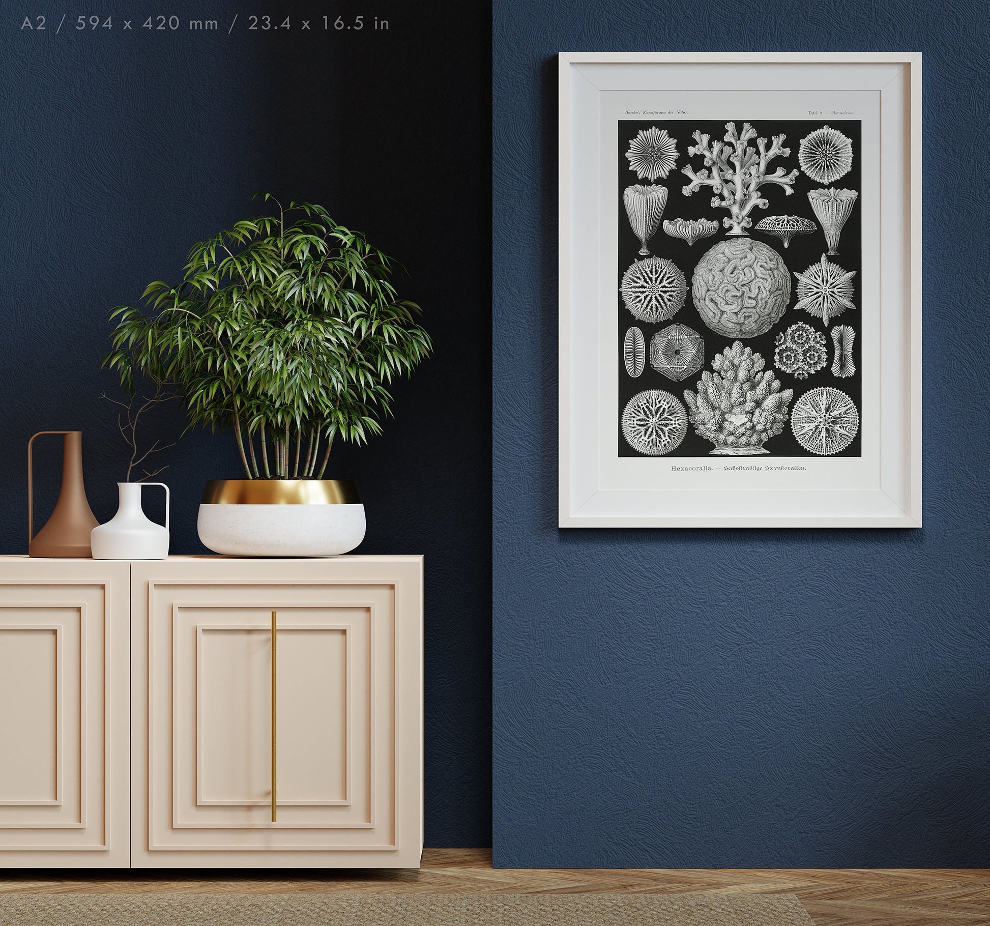 Preview of the art print Hexacoralla by Ernst Haeckel, mounted in an A2 size frame