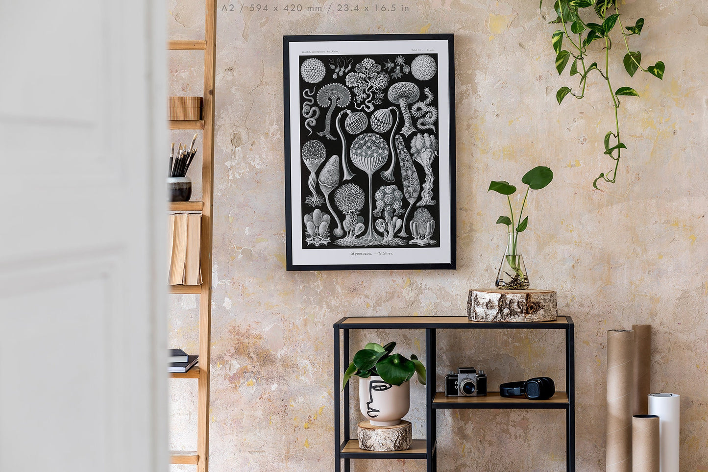 Preview of the art print Mycetozoa by Ernst Haeckel, mounted in an A2 size frame