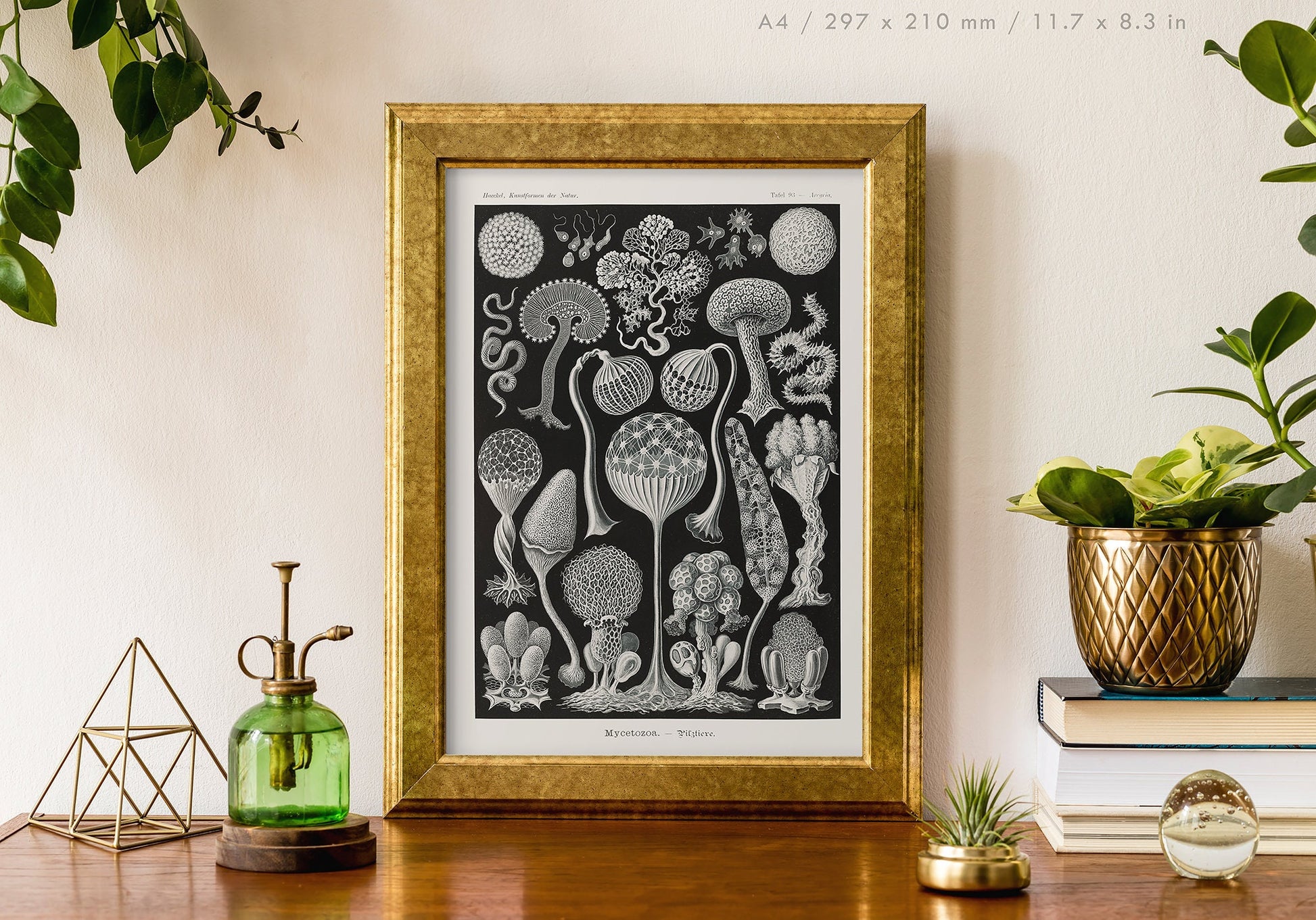 Preview of the art print Mycetozoa by Ernst Haeckel, mounted in an A4 size frame