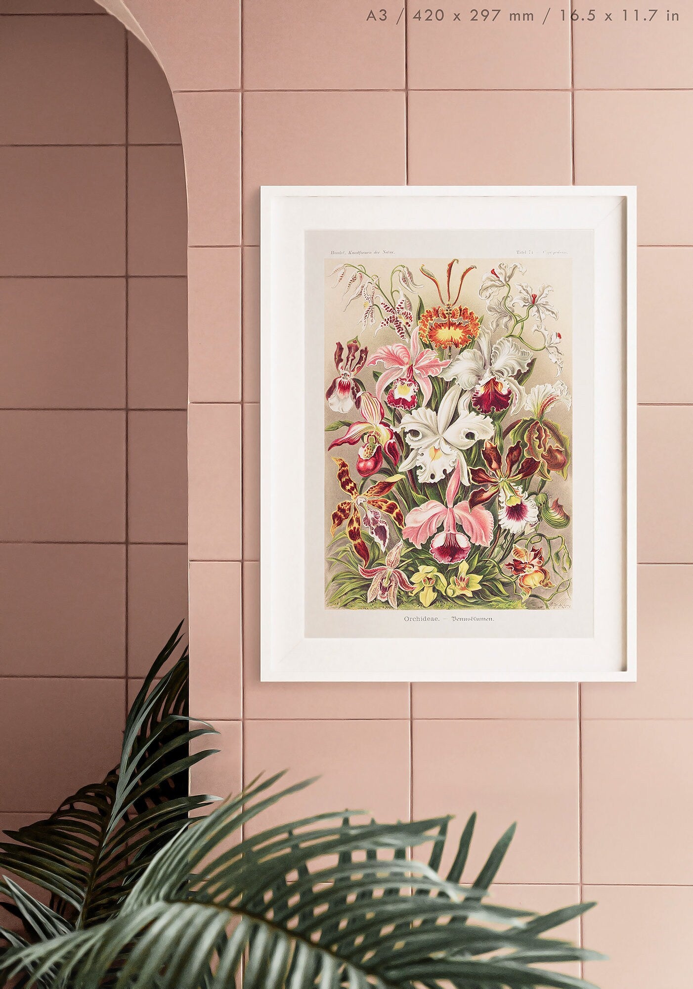 Preview of the art print Orchidae by Ernst Haeckel, mounted in an A3 size frame