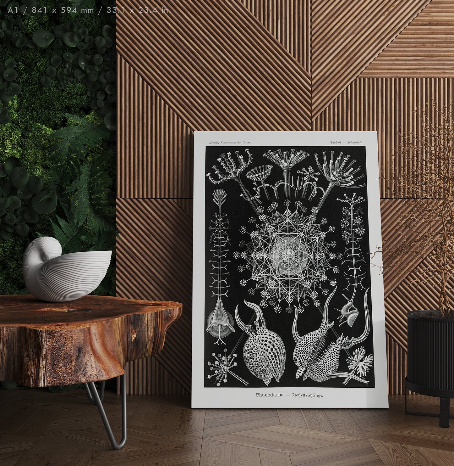 Preview of the art print Phaeodaria by Ernst Haeckel, mounted in an A1 size frame