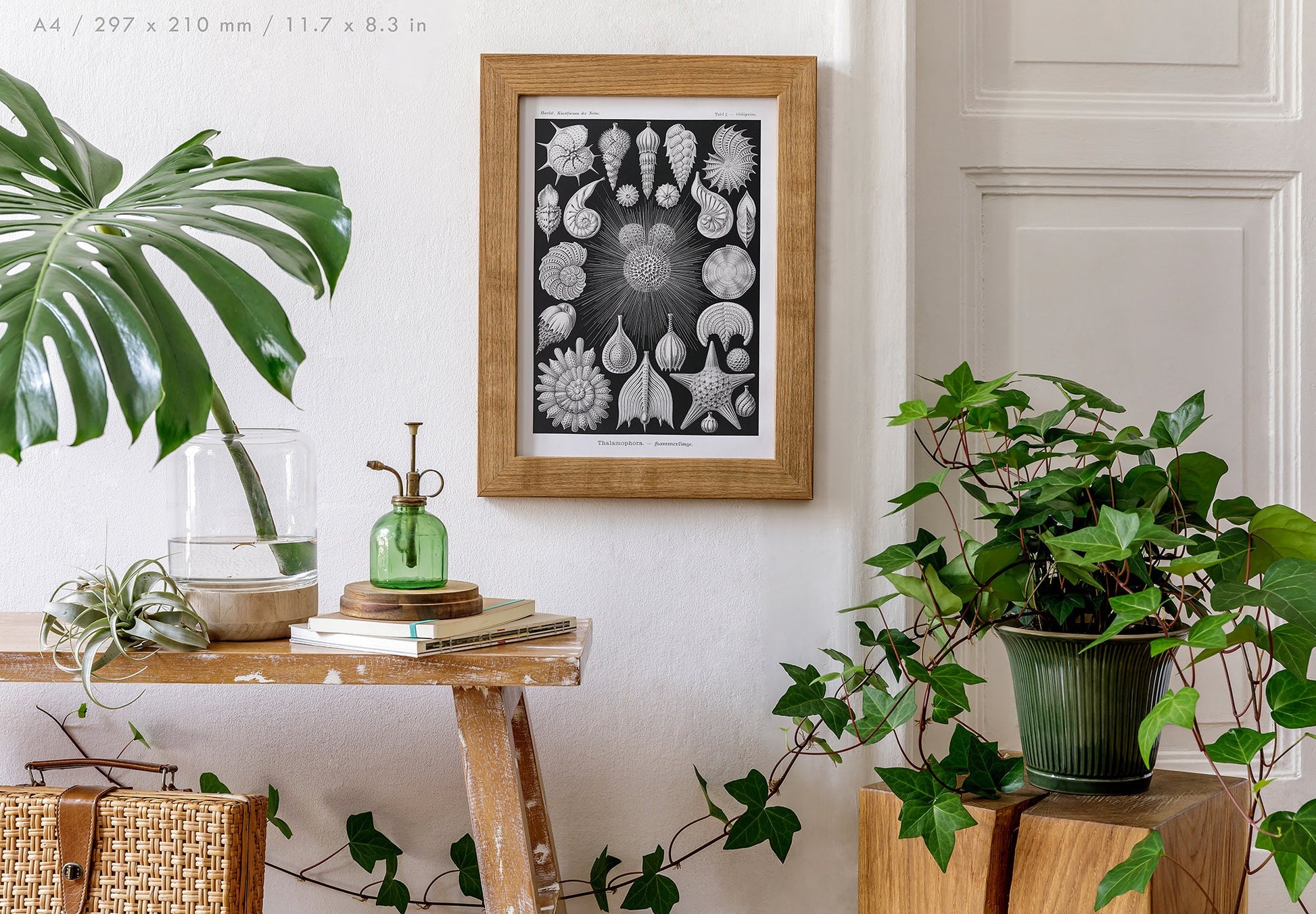 Preview of the art print Thalamophora by Ernst Haeckel, mounted in an A4 size frame