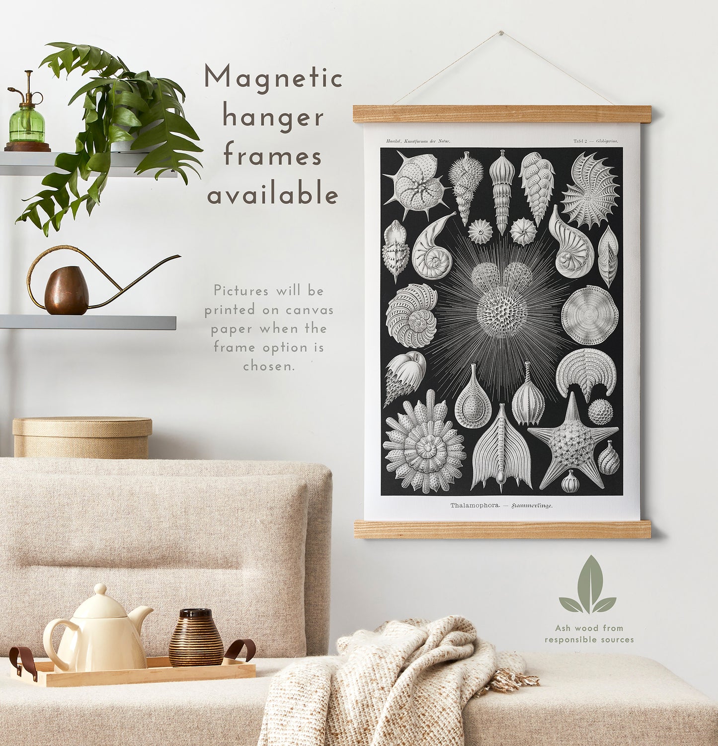 Preview of the art print Thalamophora by Ernst Haeckel, mounted in a magnetic hanger frame