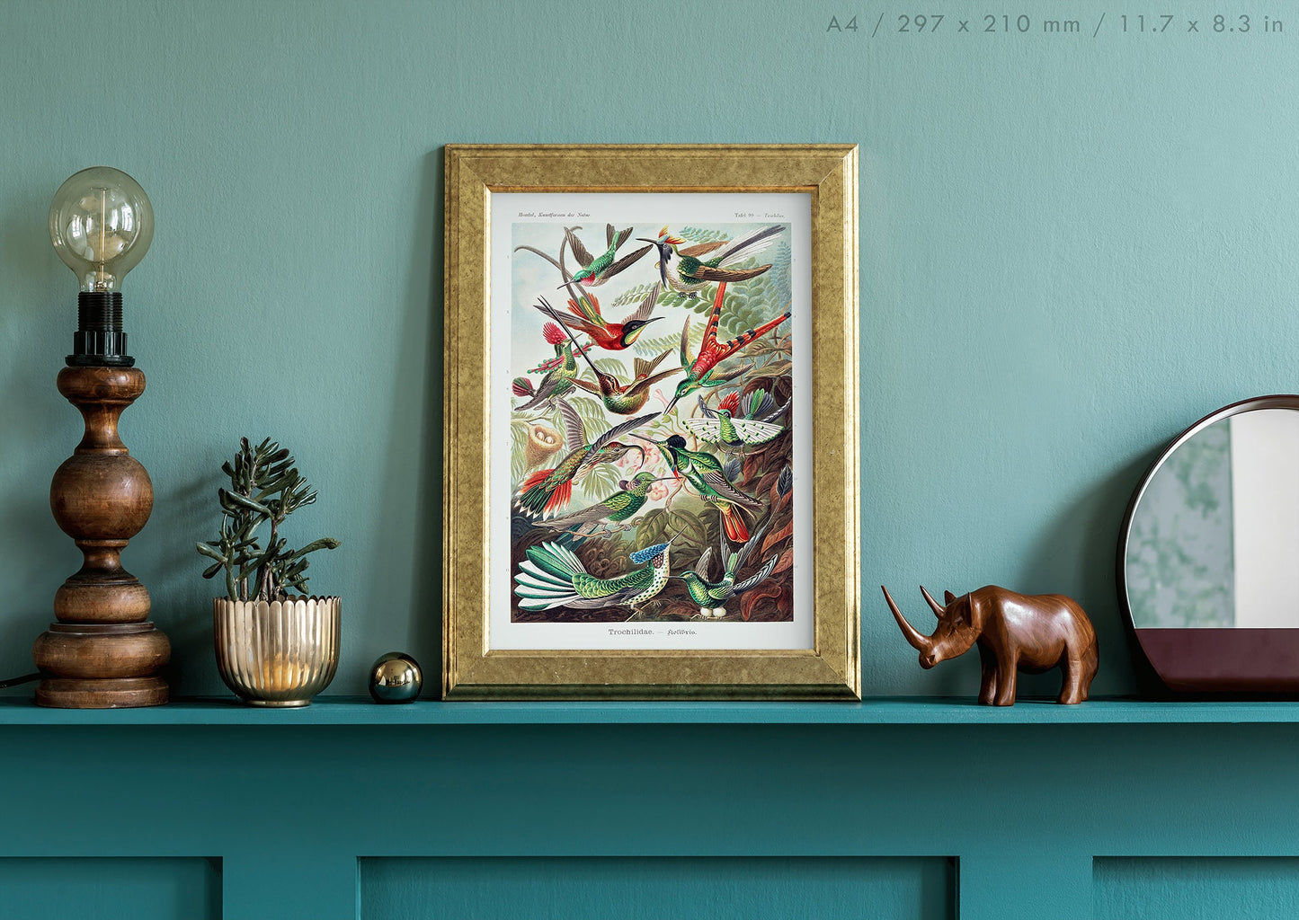 Preview of the art print Trochilidae by Ernst Haeckel, mounted in an A4 size frame